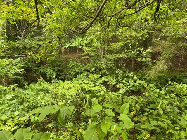 Riverview ground shots 4
