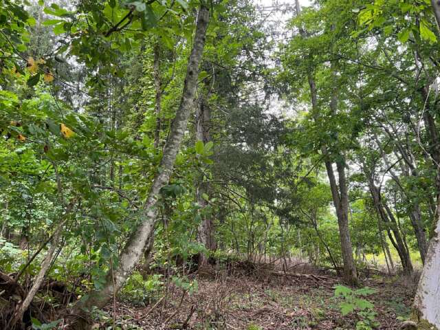 Riverview ground shots 5