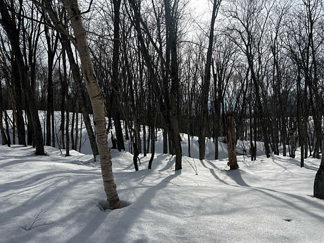 Niseko 177 3 14