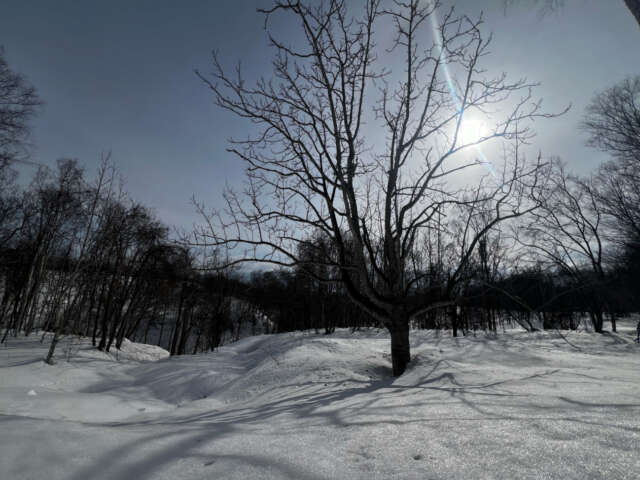 Niseko 177 3 16