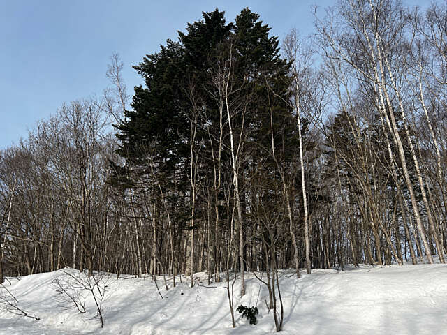 Niseko 177 3 22