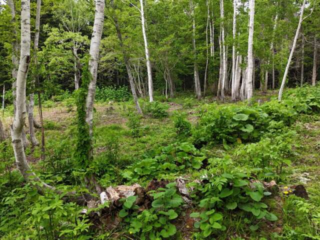 Niseko 355 139 4