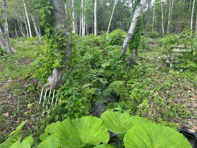 Niseko 355 139 14
