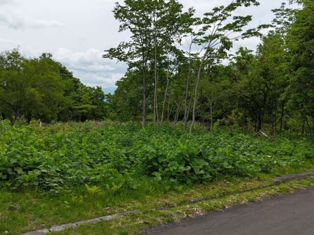 Niseko 386 8 35 1