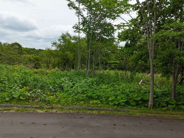 Niseko 386 8 35 3