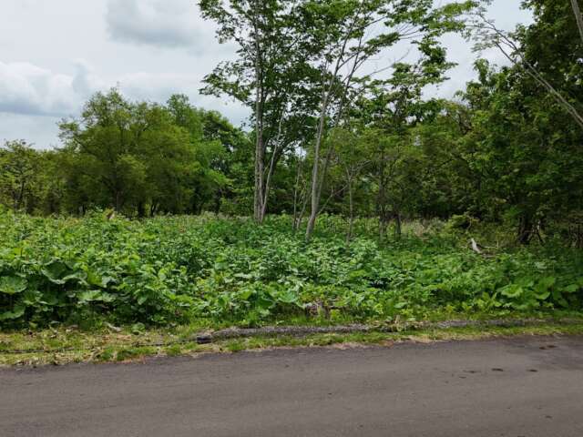 Niseko 386 8 35 4