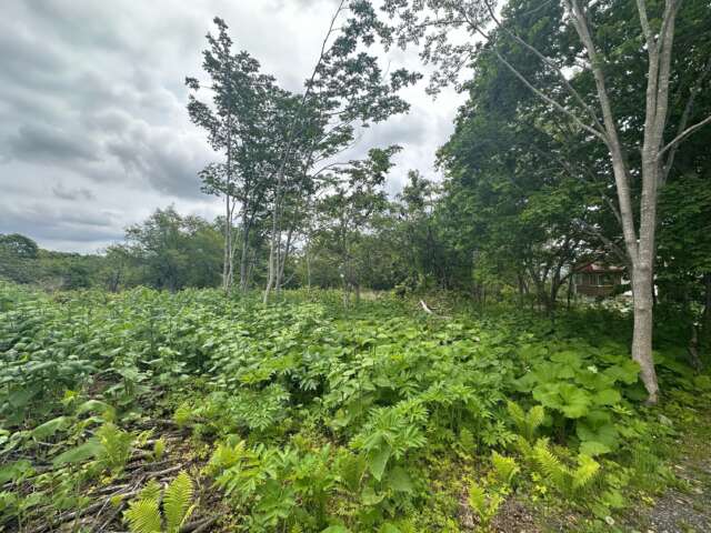 Niseko 386 8 35 16